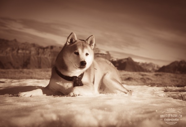 Fineartprint - Shiba Inu - The Mointain Dog - A2